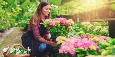 Žena klečí u záhonu s hortenziemi, v ruce drží květináč s růžovými hortenziemi