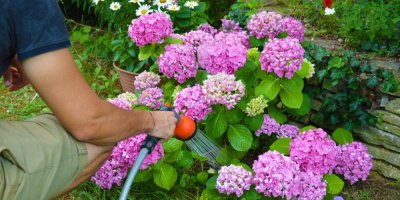 Muž zalévá hadicí hortenzie