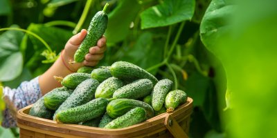 Sběr okurek do košíku