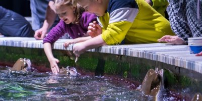 Děti krmí rejnoky v zoologické zahradě