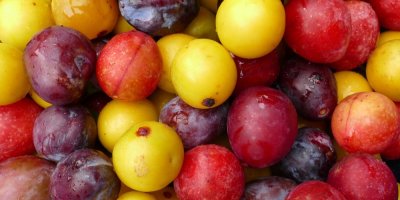 Zralé plody slivoně mirabelky a myrobalánu