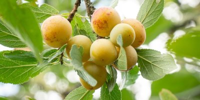 Zralé mirabelky na stromě