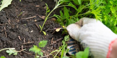 Odplevelování zahrady