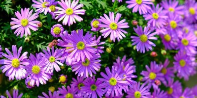 Fialové květy hvězdnice