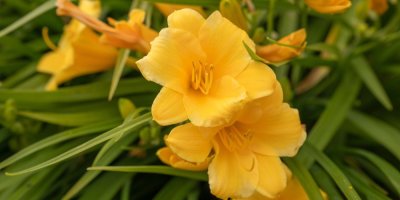 Žluté květy denivky