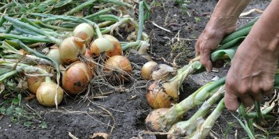 Člověk vytahuje cibule z půdy