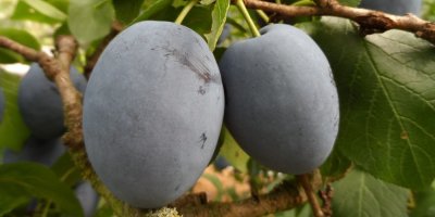 Švestky na stromě, odrůra Čačanská lepotica