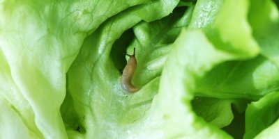 Slimák na listu salátu