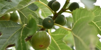 Nezralé fíky na keři