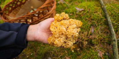 Ruka držící kotrč kadeřavý v přírodě