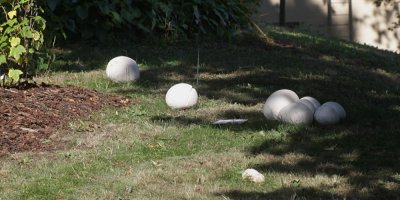 Pýchavky obrovské na zahradě