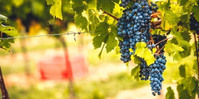 Trsy modrého hroznového vína visící na vinici