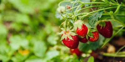 Detail jahod rostoucích na jahodníku