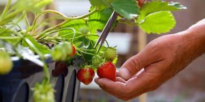 Ruka stříhající jahody v truhlíku