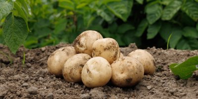 Vykopané brambory na poli