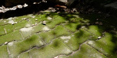 Dlažba porostlá mechem ve stínu stromu