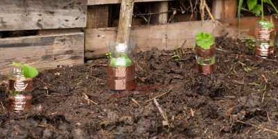 Sazenice chráněné pet lahvemi s měděnou páskou proti slimákům