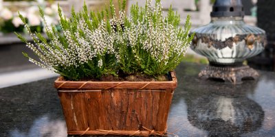 Květináč s vřesem na hrobě s lucernou