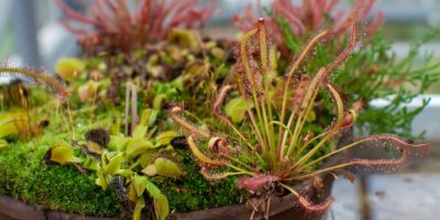 Květináč s masožravými rostlinami