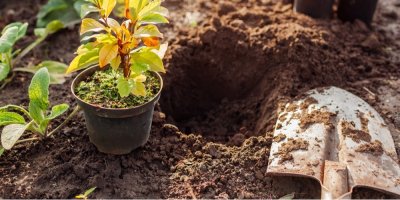 Sázení stromu, u díry leží rýč