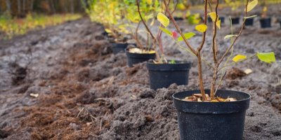 Keře v černých květináčích stojí na poli