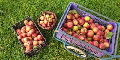 Čerstvě natrhaná jablka v bedýnkách a v košíku na trávníku