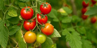 Keříky s nedozrálými rajčaty