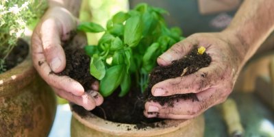 Muž dává bazalku do květináče