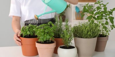 Žena doma zalévá bylinky v květináčích