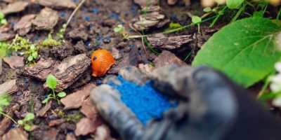 Ruka sype modré granule ke slimákům