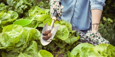 Sesbírání slimáci na lopatce