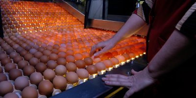 Kontrola kvality vajec