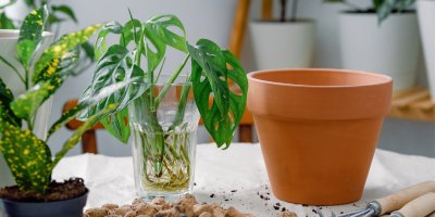 Řízky monstery a květináč