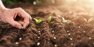 Ruka pokládá semínka do řádků