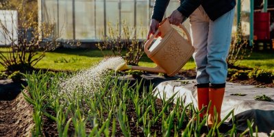 Zahradnice zalévá záhony