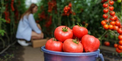Rajčata ve skleníku, v pozadí žena