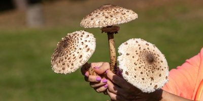 Žena drží v rukou 3 bedle vysoké