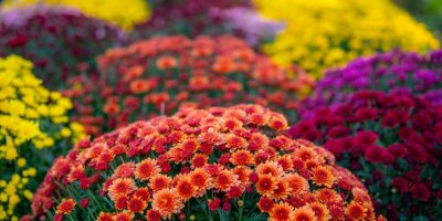 Chryzantémy v různých barevných variacích