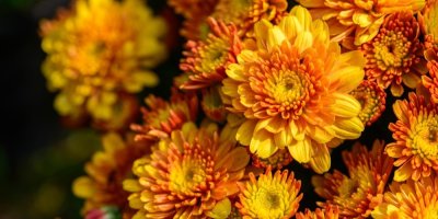 Oranžové chryzantémy