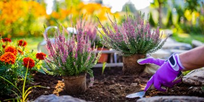 Člověk na zahradě sází vřes