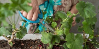 Stříhání muškátů