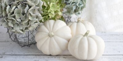 Bílé dýně jako dekorace