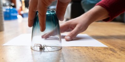 Žena chytá pavouka do sklenice