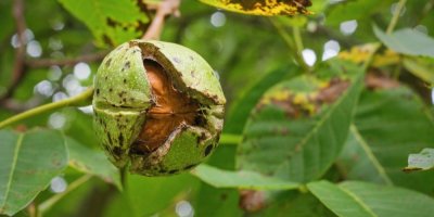 Vlašský ořech na stromě