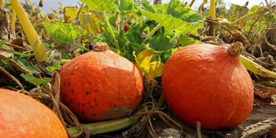 Dvě dýně hokkaidó