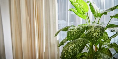 Difenbachie před oknem 