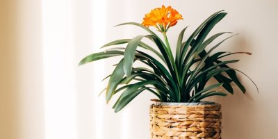 Klívie v květináči