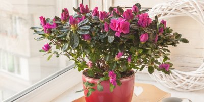 Azalka v květináči na okenním parapetu