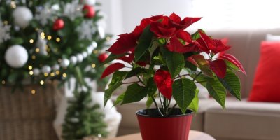 Vánoční hvězda v květináči, v pozadí vánoční strom vedle pohovky