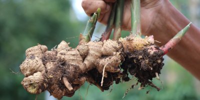 Ruka držící zázvor právě vytažený ze země